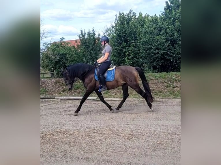 Andalusiër Mix Ruin 5 Jaar 156 cm Buckskin in Karlshuld