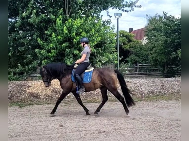 Andalusiër Mix Ruin 5 Jaar 156 cm Buckskin in Karlshuld