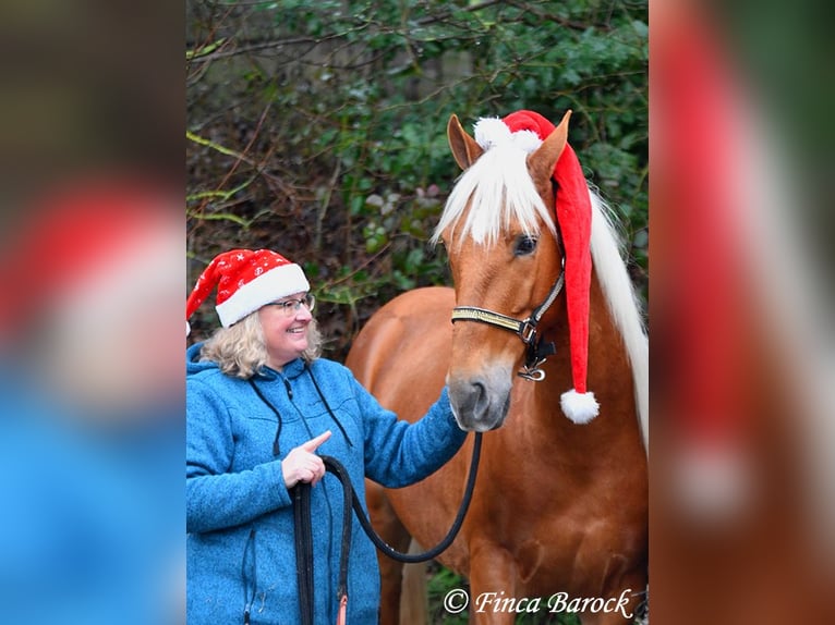 Andalusiër Ruin 5 Jaar 156 cm Palomino in Wiebelsheim