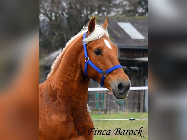 Andalusiër Ruin 5 Jaar 156 cm Palomino in Wiebelsheim
