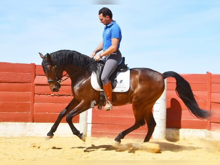 Andalusiër Ruin 5 Jaar 157 cm Bruin in Provinz Cordoba
