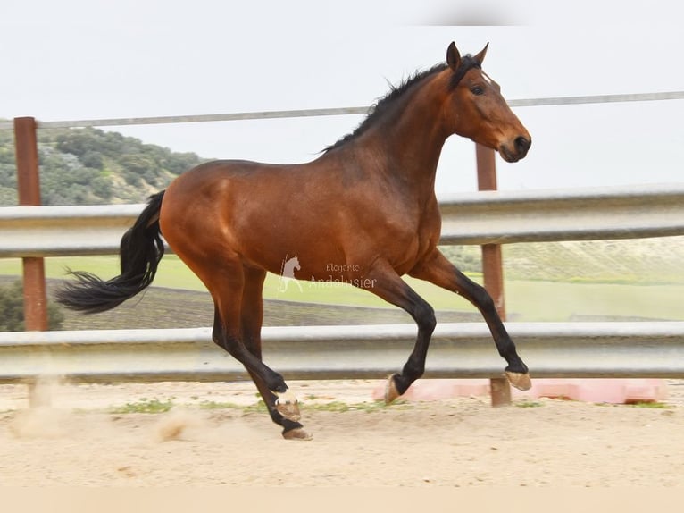 Andalusiër Ruin 5 Jaar 157 cm Bruin in Provinz Cordoba