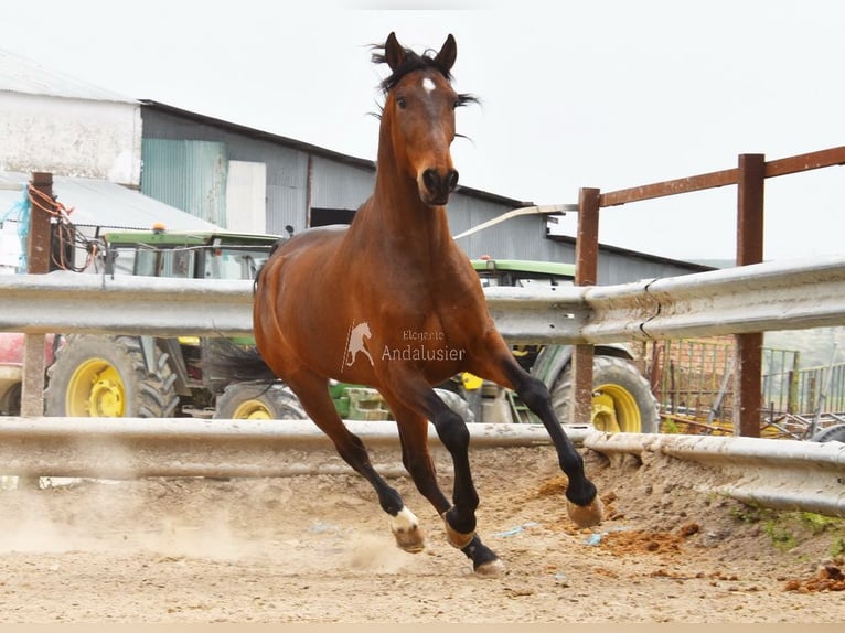 Andalusiër Ruin 5 Jaar 157 cm Bruin in Provinz Cordoba