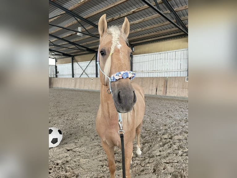 Andalusiër Mix Ruin 5 Jaar 157 cm Palomino in Überlingen