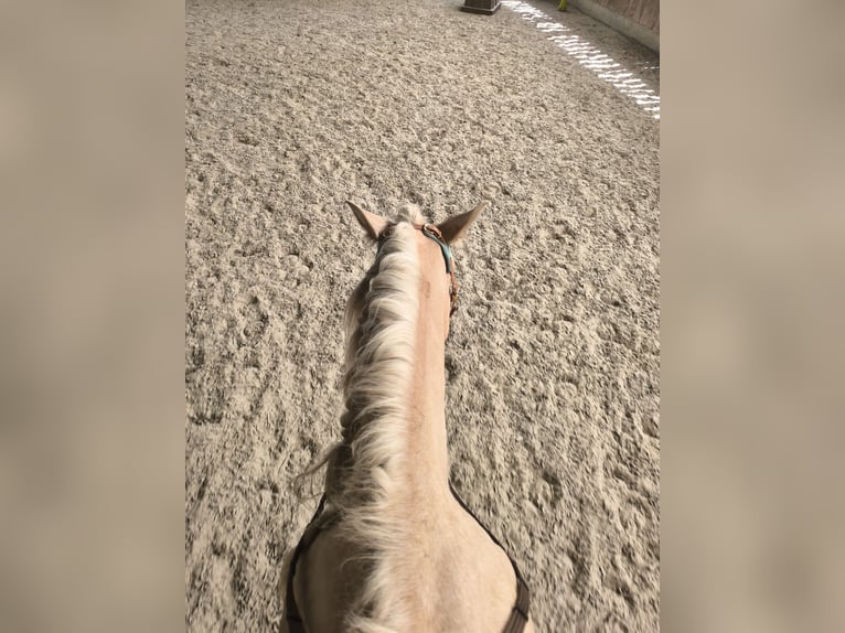 Andalusiër Mix Ruin 5 Jaar 157 cm Palomino in Überlingen
