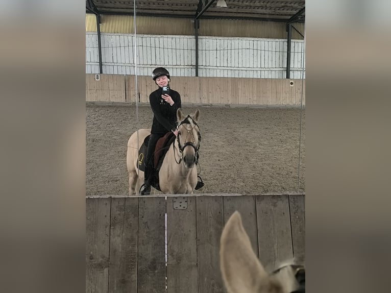 Andalusiër Mix Ruin 5 Jaar 157 cm Palomino in Überlingen