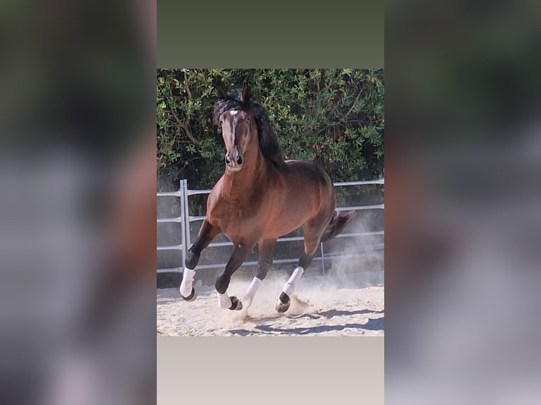 Andalusiër Ruin 5 Jaar 160 cm Bruin in Osterode am Harz