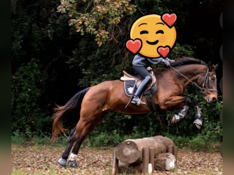 Andalusiër Ruin 5 Jaar 160 cm Donkerbruin in Herzberg am Harz