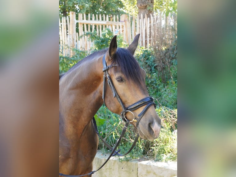 Andalusiër Ruin 5 Jaar 160 cm Falbe in Krumbach