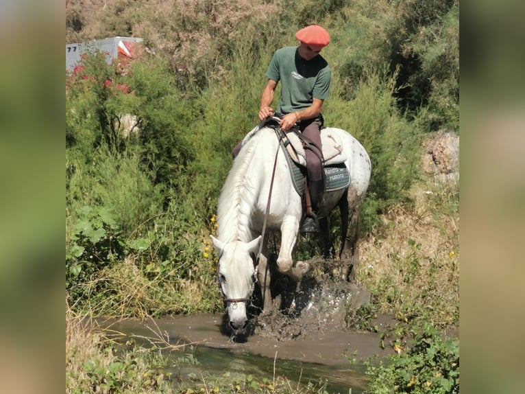 Andalusiër Mix Ruin 5 Jaar 160 cm  in Adra