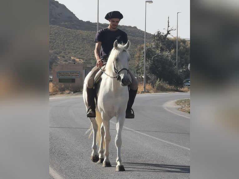 Andalusiër Mix Ruin 5 Jaar 160 cm  in Adra