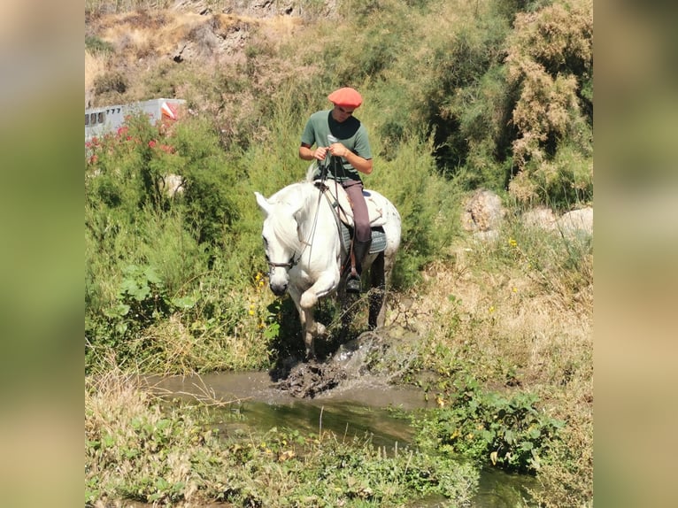 Andalusiër Mix Ruin 5 Jaar 160 cm  in Adra