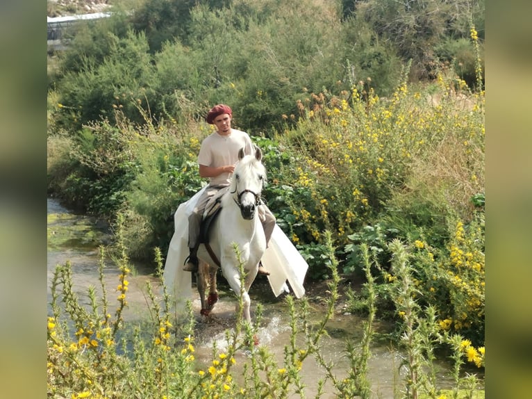 Andalusiër Mix Ruin 5 Jaar 160 cm  in Adra
