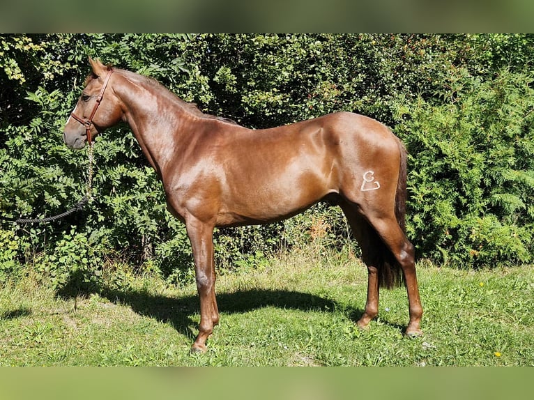 Andalusiër Ruin 5 Jaar 160 cm Vos in Reinholterode