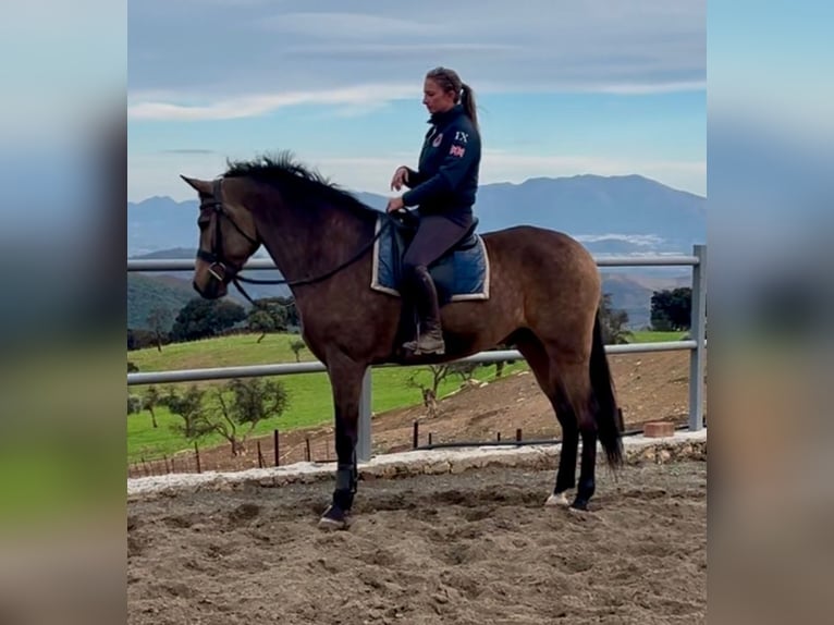 Andalusiër Mix Ruin 5 Jaar 161 cm Buckskin in M&#xE1;laga