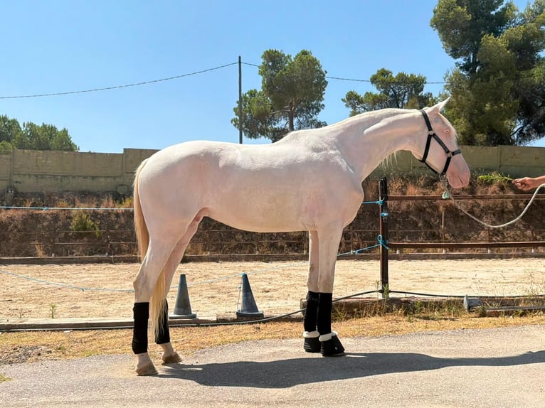 Andalusiër Mix Ruin 5 Jaar 161 cm Cremello in Terrassa