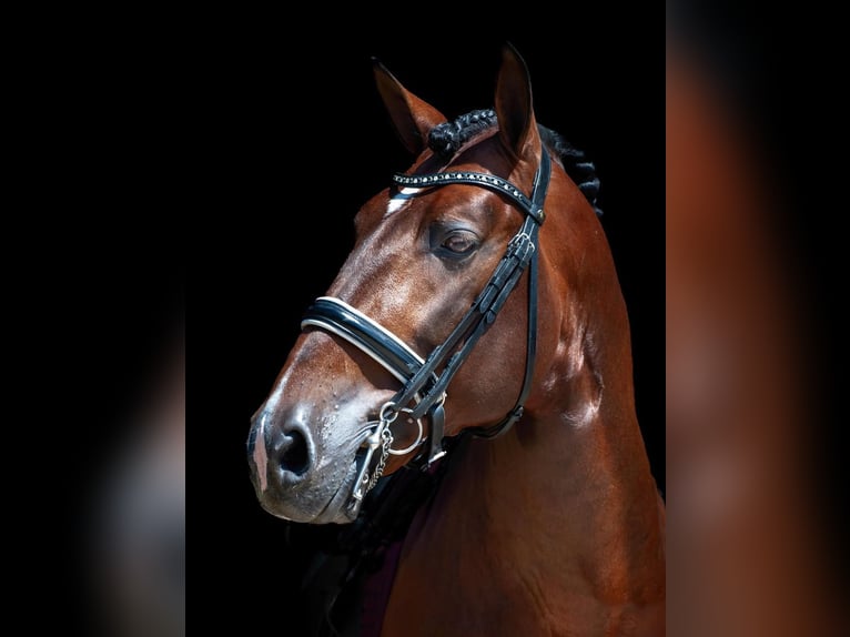 Andalusiër Ruin 5 Jaar 162 cm Donkerbruin in Osterode am Harz