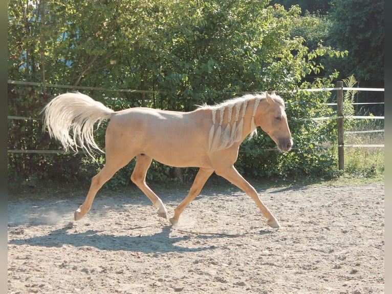 Andalusiër Ruin 5 Jaar 162 cm Palomino in Überlingen