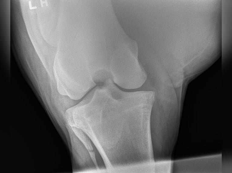 Andalusiër Ruin 5 Jaar 163 cm Schimmel in Troutman