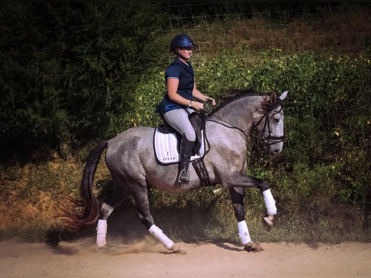 Andalusiër Ruin 5 Jaar 163 cm Schimmel in Troutman