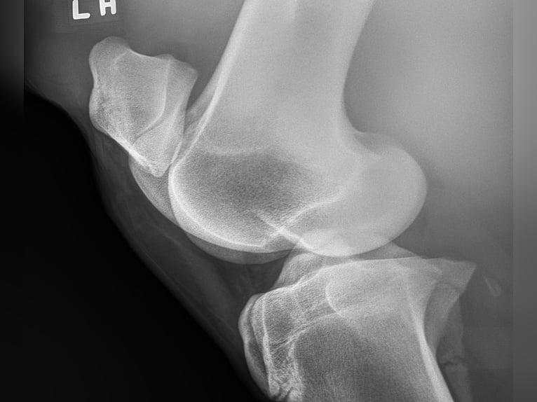Andalusiër Ruin 5 Jaar 163 cm Schimmel in Troutman