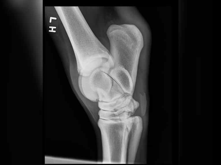 Andalusiër Ruin 5 Jaar 163 cm Schimmel in Troutman