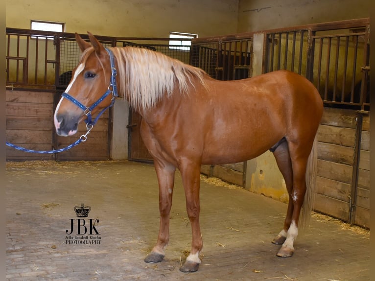 Andalusiër Ruin 5 Jaar 164 cm Palomino in Tabernas Almeria