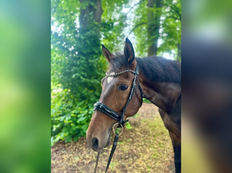 Andalusiër Ruin 5 Jaar 165 cm Donkerbruin in Dalheim