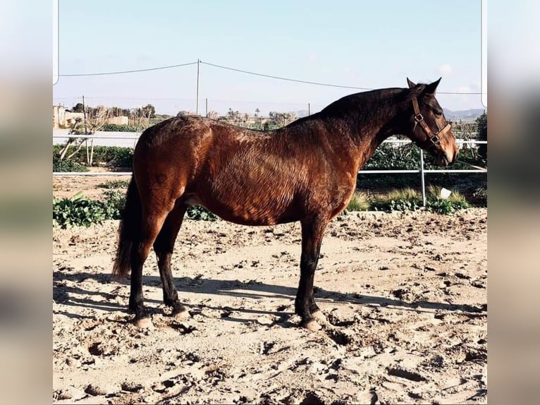 Andalusiër Ruin 5 Jaar 165 cm Schimmel in Jerez De La Frontera