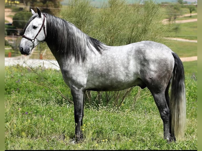 Andalusiër Ruin 5 Jaar 165 cm Schimmel in Usingen