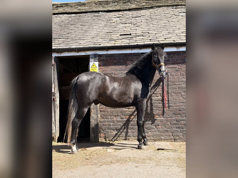 Andalusiër Ruin 5 Jaar 168 cm Zwart in Wingates