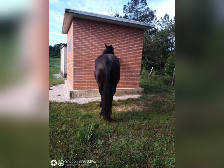 Andalusiër Ruin 5 Jaar Zwart in Oviedo