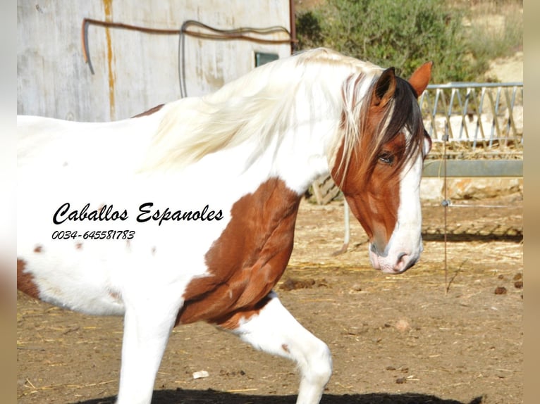 Andalusiër Ruin 6 Jaar 150 cm Gevlekt-paard in Vejer de la Frontera