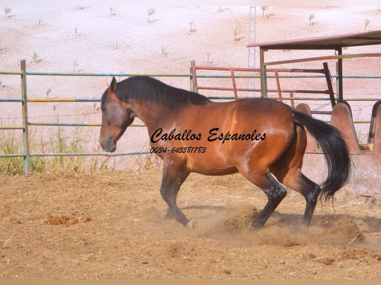 Andalusiër Ruin 6 Jaar 152 cm Bruin in Vejer de la Frontera
