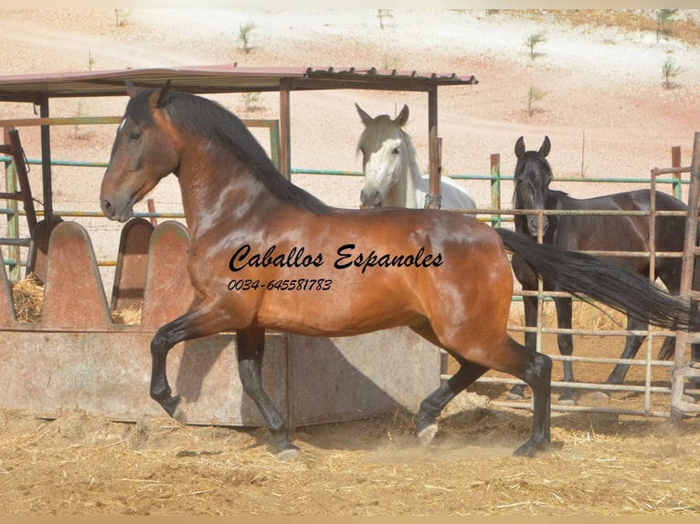 Andalusiër Ruin 6 Jaar 152 cm Bruin in Vejer de la Frontera