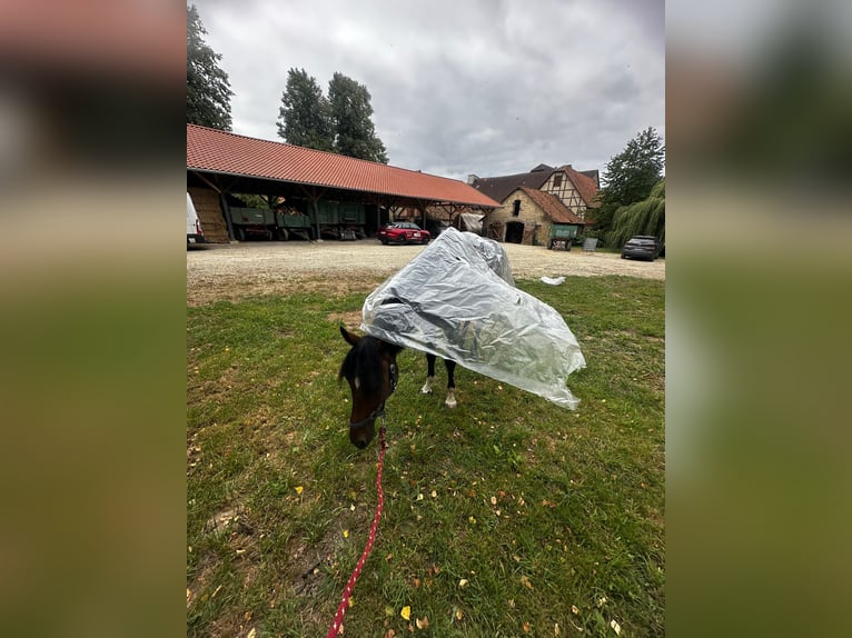 Andalusiër Ruin 6 Jaar 154 cm Donkerbruin in Warburg