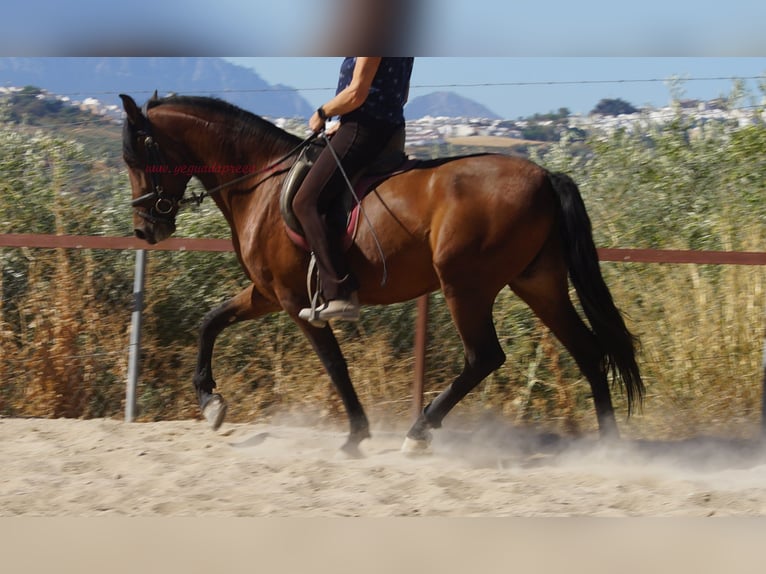 Andalusiër Ruin 6 Jaar 156 cm Bruin in Pruna