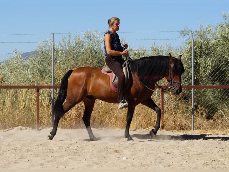 Andalusiër Ruin 6 Jaar 156 cm Bruin in Pruna