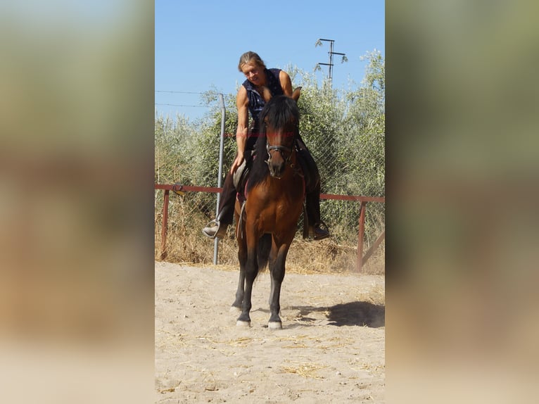 Andalusiër Ruin 6 Jaar 156 cm Bruin in Pruna