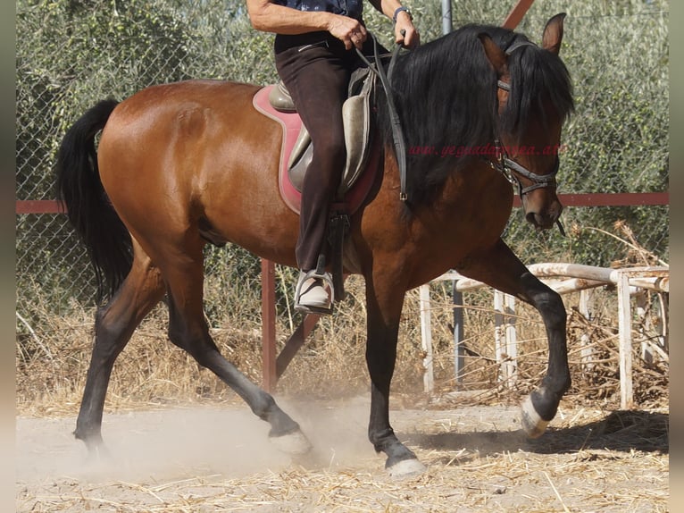 Andalusiër Ruin 6 Jaar 156 cm Bruin in Pruna