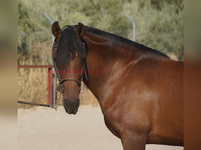 Andalusiër Ruin 6 Jaar 156 cm Bruin in Pruna