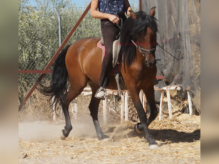 Andalusiër Ruin 6 Jaar 156 cm Bruin in Pruna