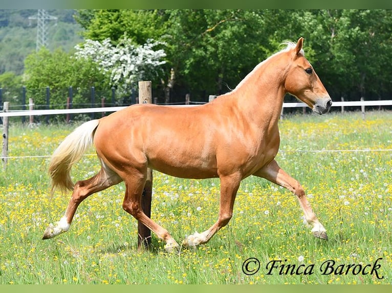 Andalusiër Ruin 6 Jaar 156 cm Palomino in Wiebelsheim