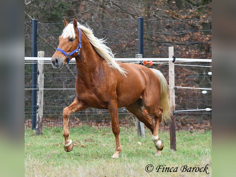 Andalusiër Ruin 6 Jaar 156 cm Palomino in Wiebelsheim