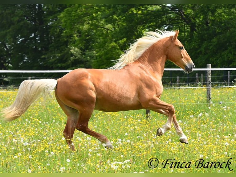 Andalusiër Ruin 6 Jaar 156 cm Palomino in Wiebelsheim
