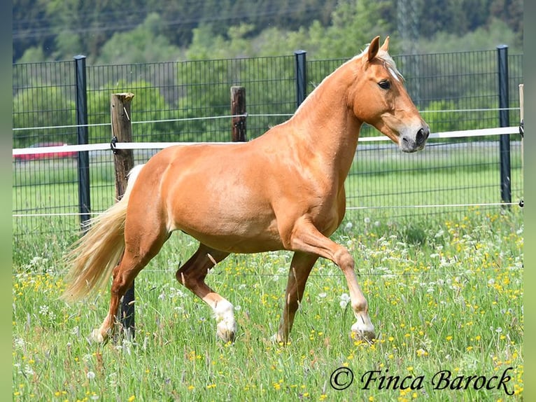 Andalusiër Ruin 6 Jaar 156 cm Palomino in Wiebelsheim