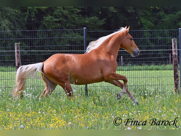 Andalusiër Ruin 6 Jaar 156 cm Palomino in Wiebelsheim