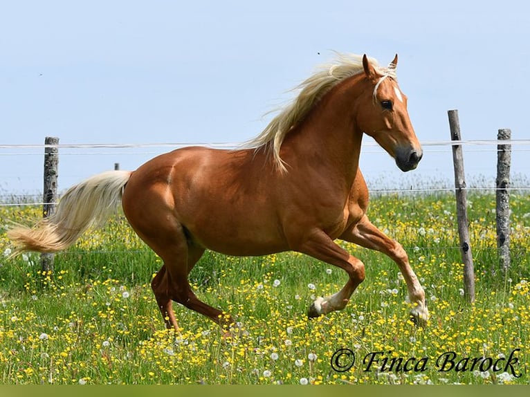 Andalusiër Ruin 6 Jaar 156 cm Palomino in Wiebelsheim