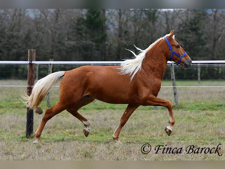 Andalusiër Ruin 6 Jaar 156 cm Palomino in Wiebelsheim