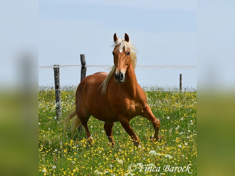 Andalusiër Ruin 6 Jaar 156 cm Palomino in Wiebelsheim